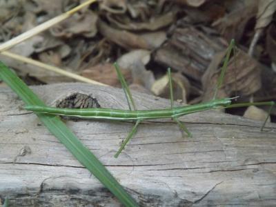  Leptynia hispanica (Bolivar, 1878)