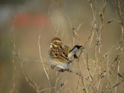 Bruant des roseaux Emberiza schoeniclus (Linnaeus, 1758)