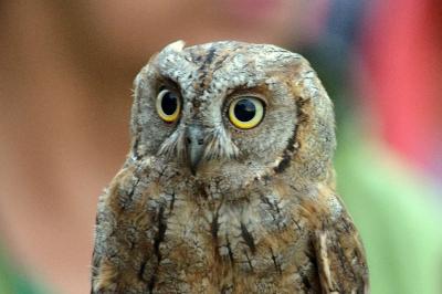 Hibou petit-duc, Petit-duc scops Otus scops (Linnaeus, 1758)