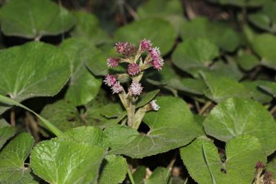 Pétasite odorant, Héliotrope d'hiver Petasites pyrenaicus (L.) G.López, 1986