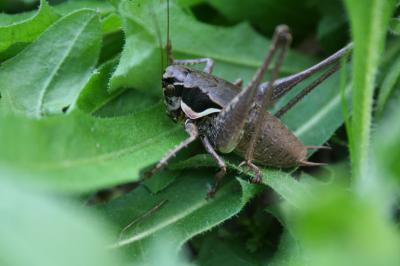 Pholidoptera femorata