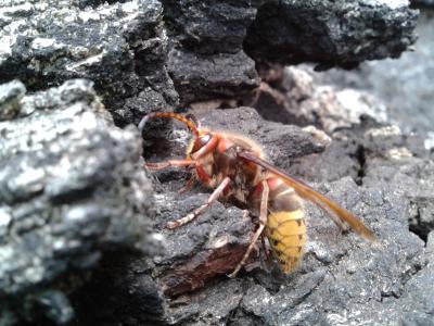 Frelon d'Europe, Frelon, Guichard Vespa crabro Linnaeus, 1758