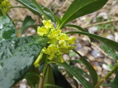 Daphné lauréole, Laurier des bois Daphne laureola L., 1753