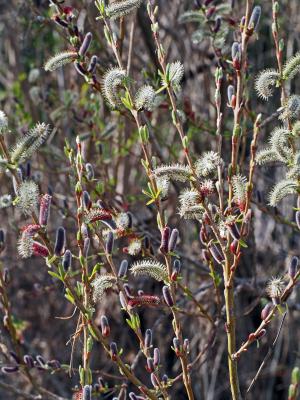 Saules Salix L., 1753