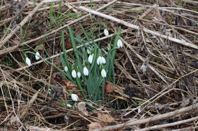 Perce-neige, Goutte de lait, Clochette d'hiver, Ga Galanthus nivalis L., 1753