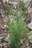 Anarrhine à feuilles de pâquerette, Anarrhinante,  Anarrhinum bellidifolium (L.) Willd., 1800