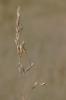 Leste brun Sympecma fusca (Vander Linden, 1820)