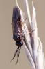 Mouche-à-scie noire, a antennes pectinées Cladius pectinicornis (Geoffroy, 1785)
