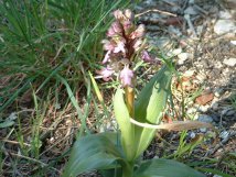 Orchis géant 