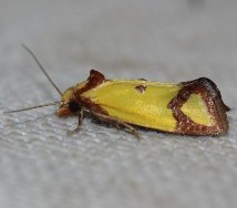 '<I>Agapeta zoegana </I>