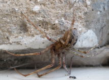 Agelena labyrinthica