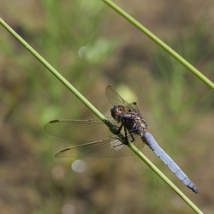 Orthétrum bleuissant