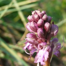 Orchis géant