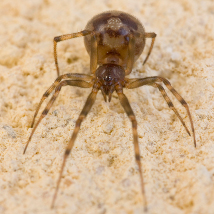  Steatoda triangulosa