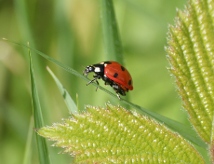 coccinelle