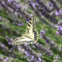 Machaon