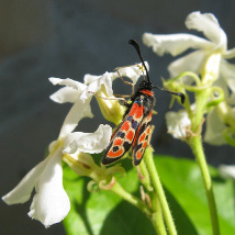 Zygène de la Petite Coronille