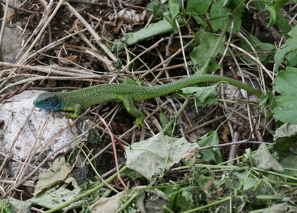 Lézard vert Lacerta bilineata Daudin, 1802