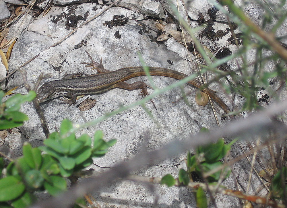 Psammodrome algire Psammodromus algirus (Linnaeus, 1758)