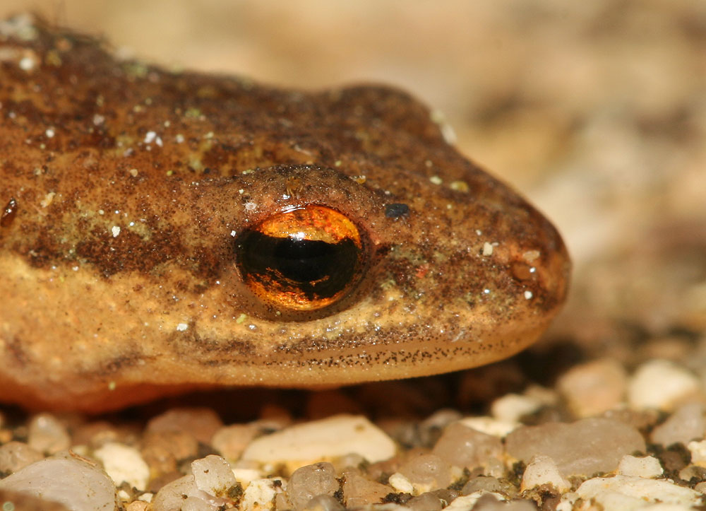 Triton palmé Lissotriton helveticus (Razoumowsky, 1789)