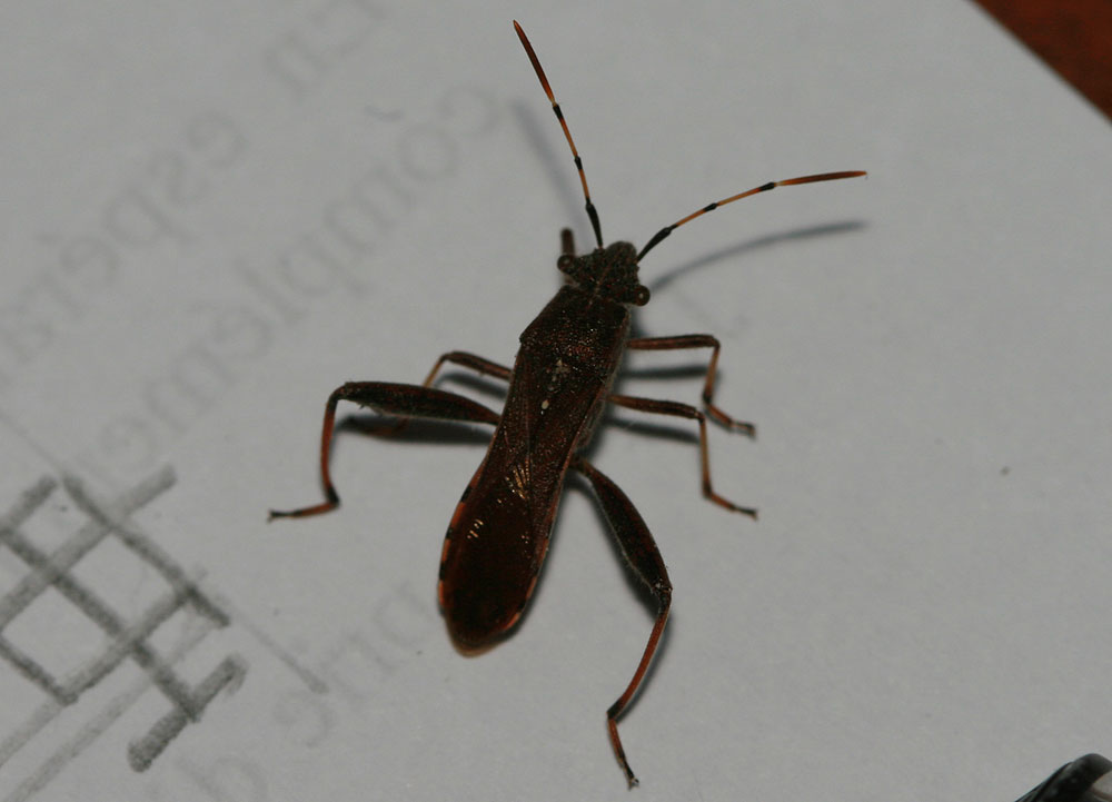 Alydide des genêts Camptopus lateralis (Germar, 1817)