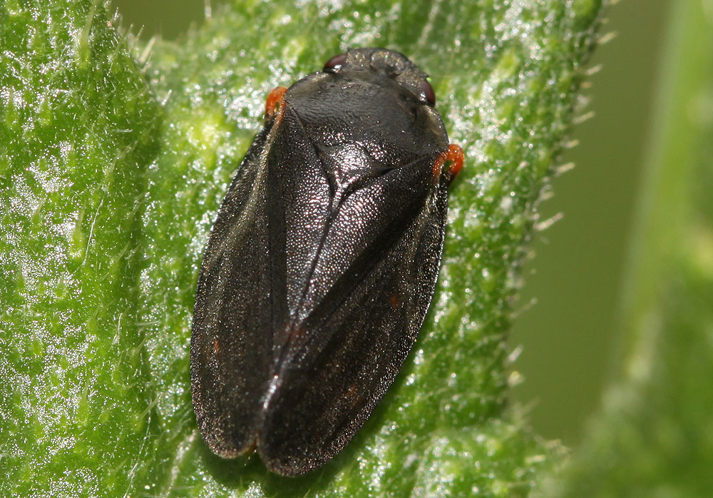 Le  Cercopis intermedia Kirschbaum, 1868