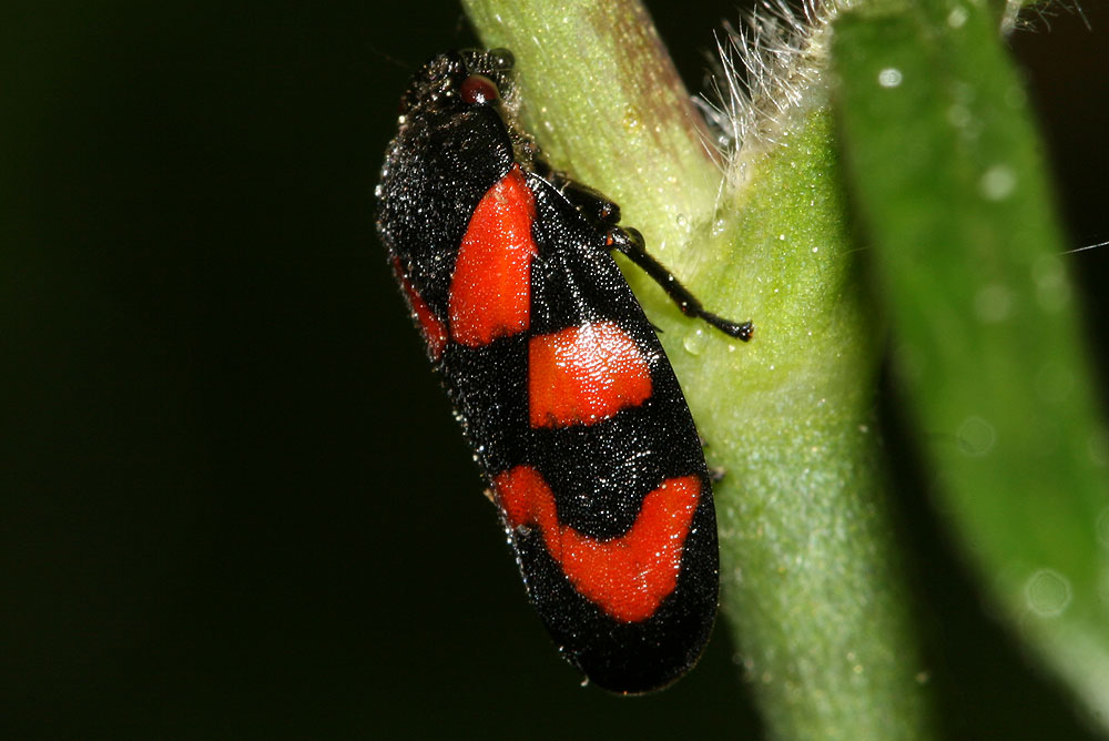 Le Cercope, Crachat de coucou Cercopis vulnerata Rossi, 1807