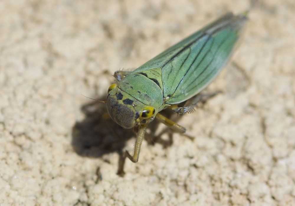 Cicadelle verte Cicadella viridis (Linnaeus, 1758)