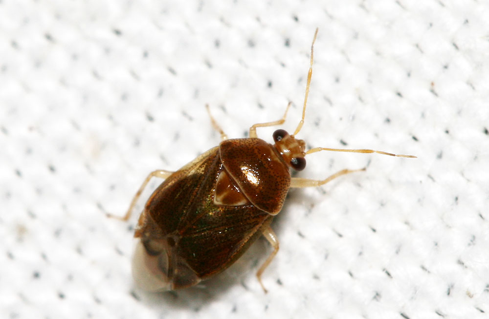 Deraeocoris lutescens (Schilling, 1837)