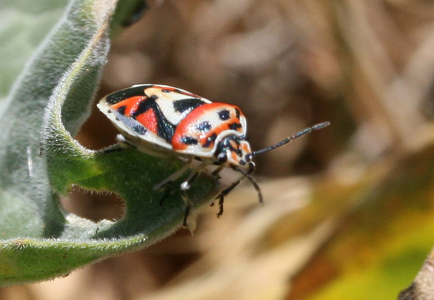 Eurydema ornata (Linnaeus, 1758)