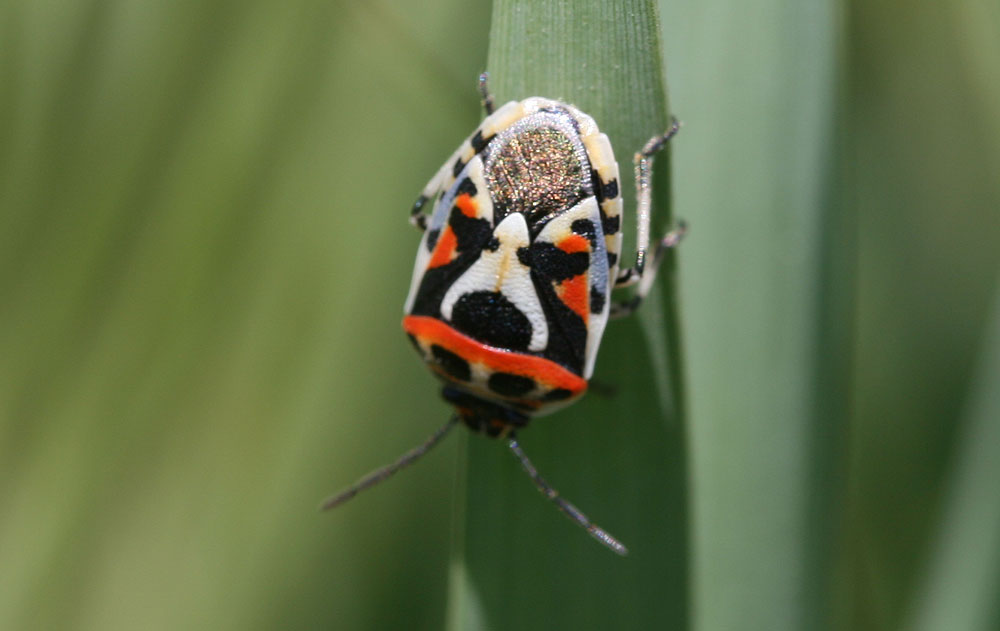Eurydema ornata (Linnaeus, 1758)