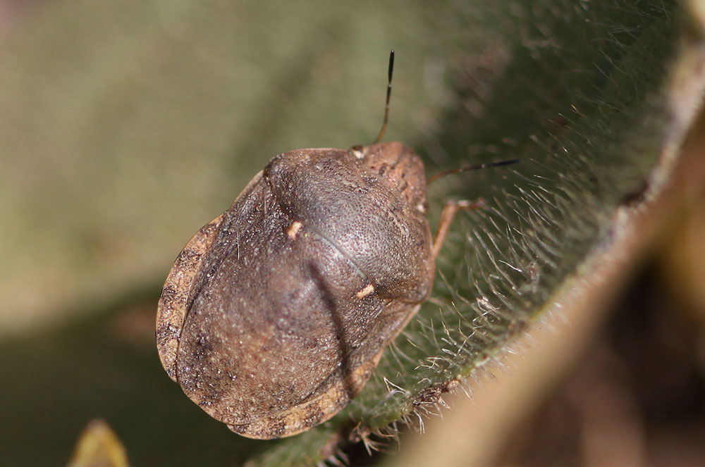  Eurygaster maura (Linnaeus, 1758)