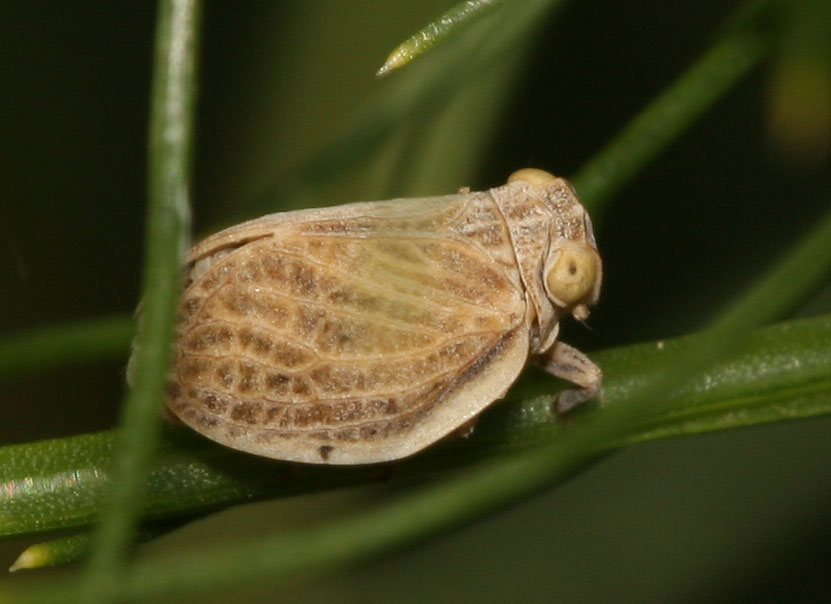 Isside jaune Agalmatium flavescens (Olivier, 1791)