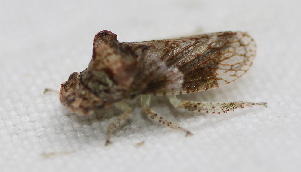 Grand Diable Ledra aurita (Linnaeus, 1758)