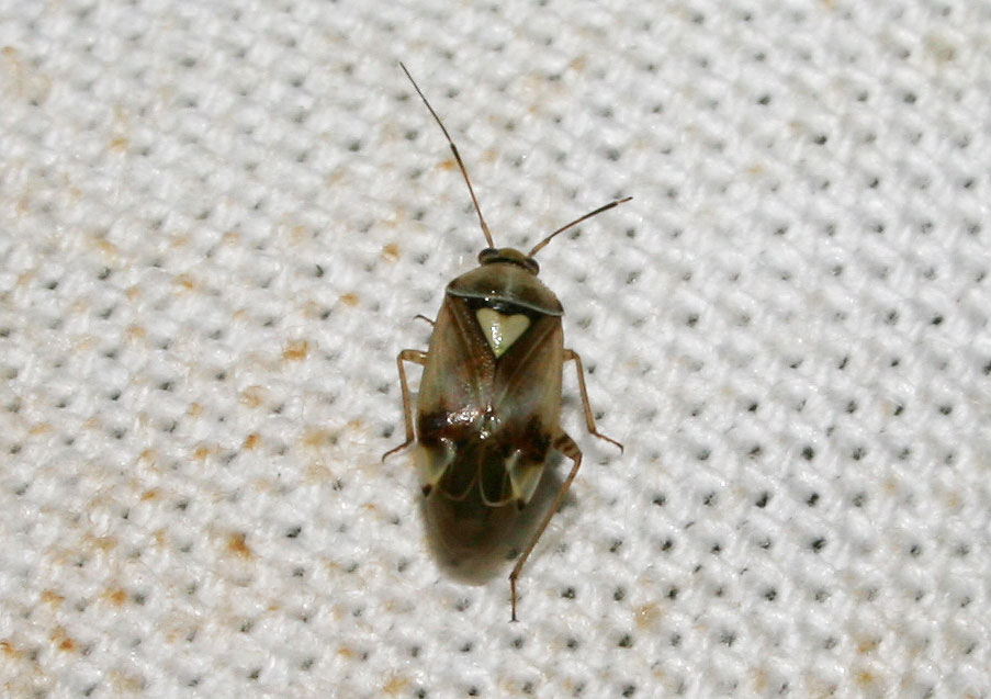  Lygus pratensis (Linnaeus, 1758)