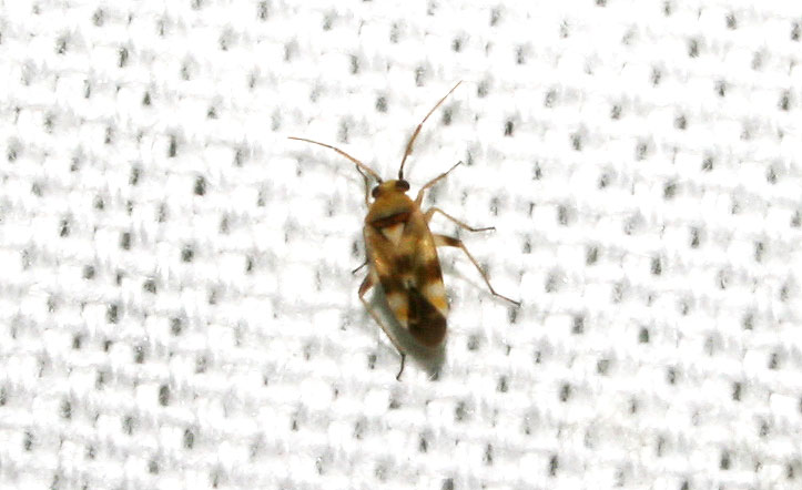 Tuponia mixticolor (A. Costa, 1862)