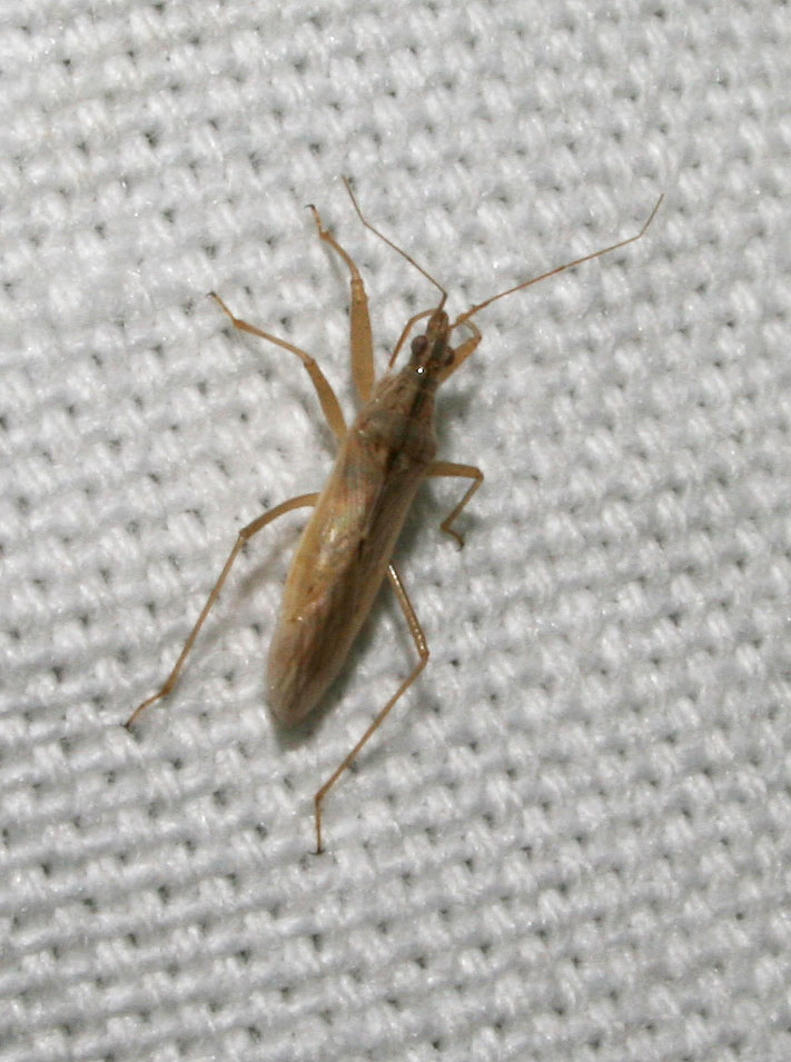  Nabis rugosus (Linnaeus, 1758)