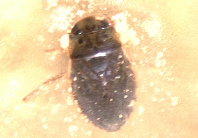 Naucoris maculatus Fabricius, 1798