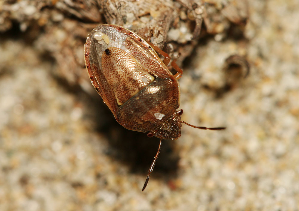 Neottiglossa bifida (A. Costa, 1847)