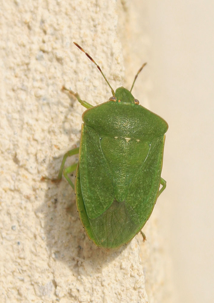 Punaise verte ponctuée Nezara viridula (Linnaeus, 1758)