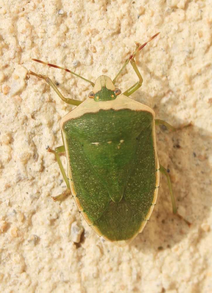 Punaise verte ponctuée Nezara viridula (Linnaeus, 1758)