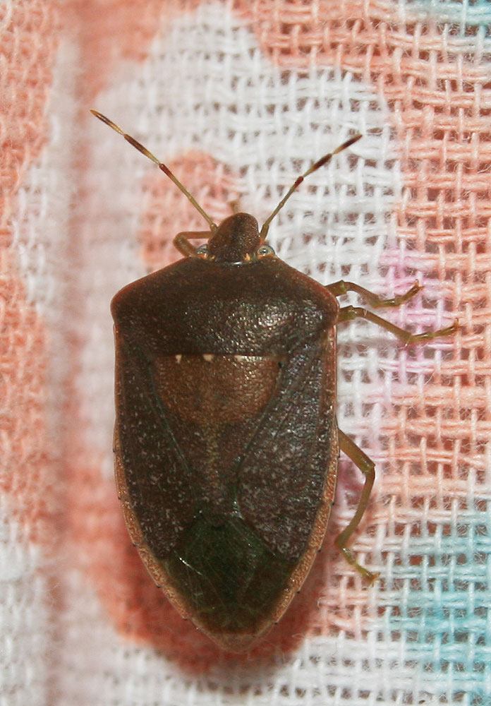 Punaise verte ponctuée Nezara viridula (Linnaeus, 1758)