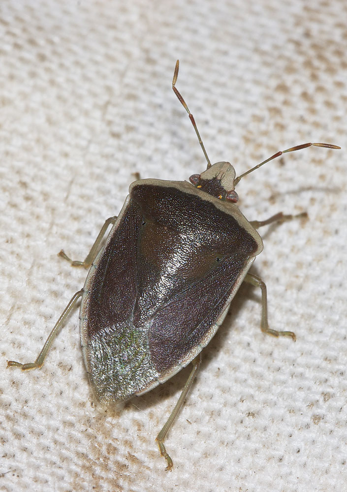 Punaise verte ponctuée Nezara viridula (Linnaeus, 1758)