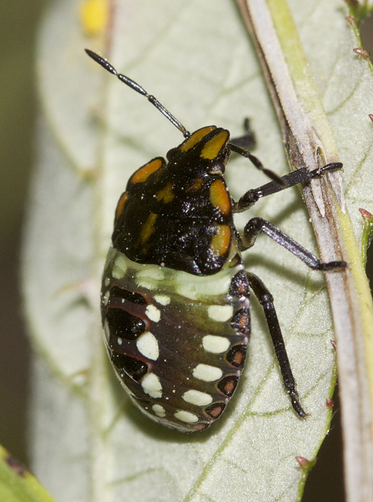 Punaise verte ponctuée Nezara viridula (Linnaeus, 1758)