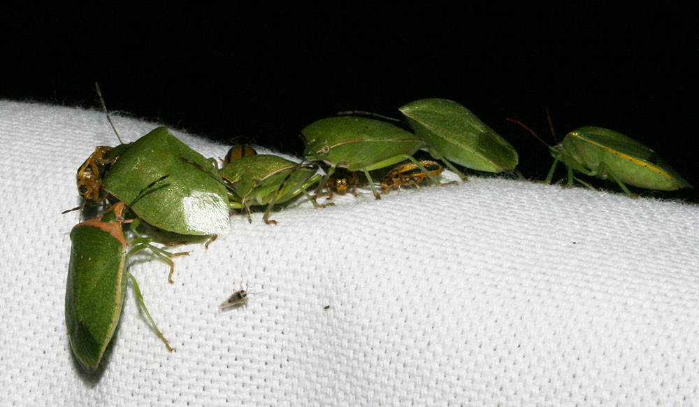 Punaise verte ponctuée Nezara viridula (Linnaeus, 1758)