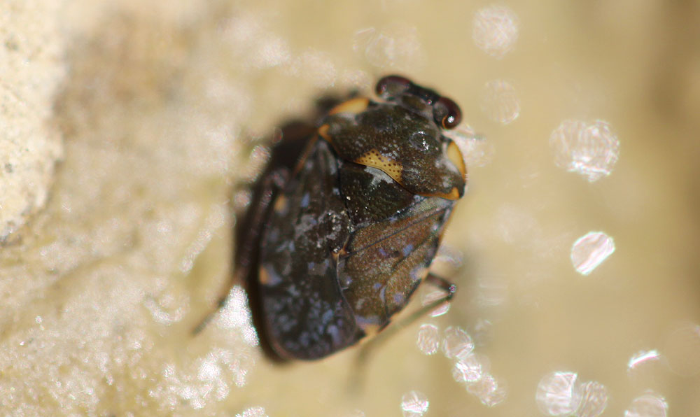 Ochterus marginé Ochterus marginatus (Latreille, 1804)