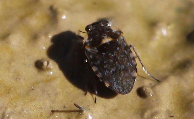 Ochterus marginé Ochterus marginatus (Latreille, 1804)