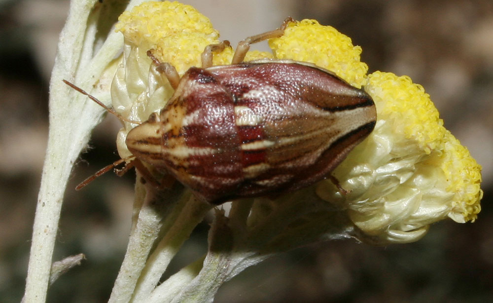 Odontotarsus purpureolineatus (Rossi, 1790)