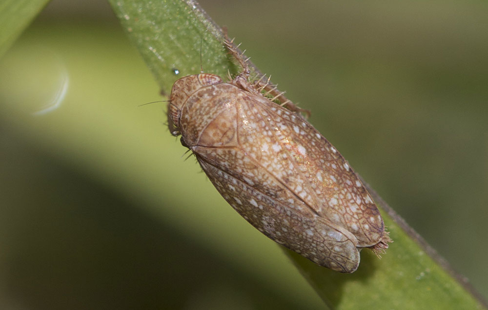  Phlepsius intricatus (Herrich-Schäffer, 1838)