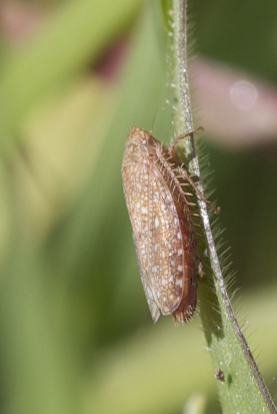  Phlepsius intricatus (Herrich-Schäffer, 1838)